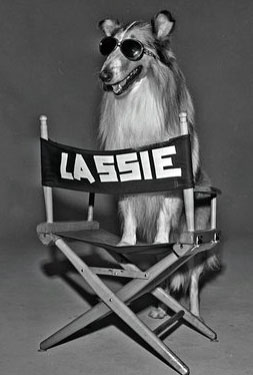 Eén van de vele Lassie's door de jaren heen
