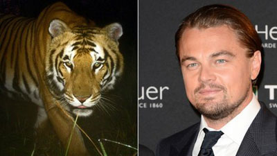 Leonardo DiCaprio is aardig voor tijgers - 